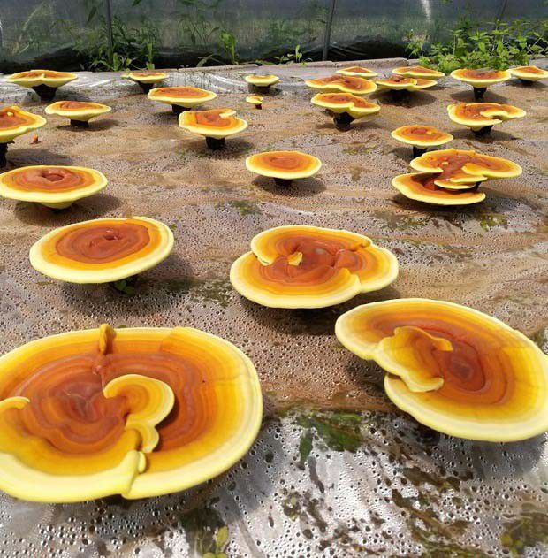 怎样进行灵芝瓶栽覆土栽培?