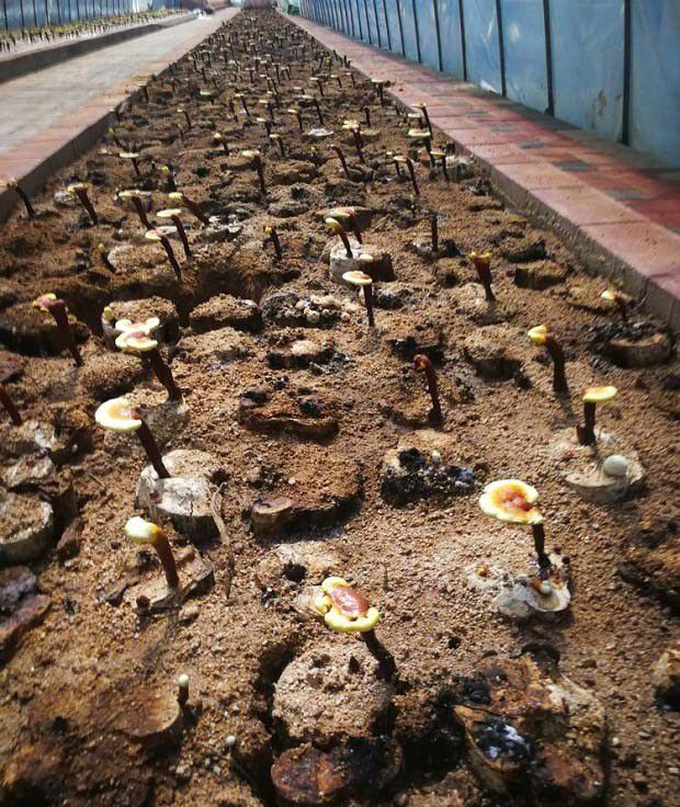 怎样进行灵芝袋栽覆土栽培？