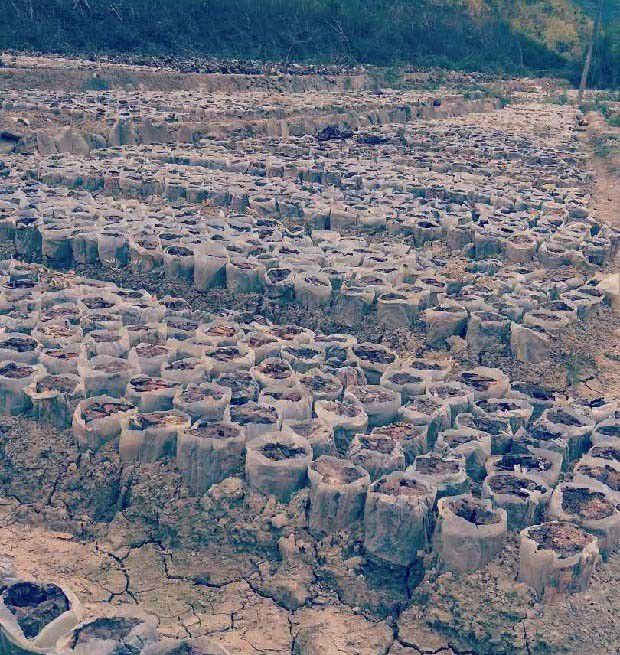 灵芝阳畦栽培有哪些好处,怎样进行灵芝阳畦栽培?