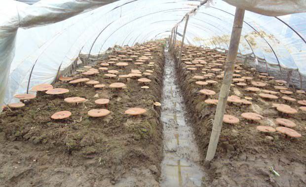 灵芝塑料大棚栽培有哪些优点?