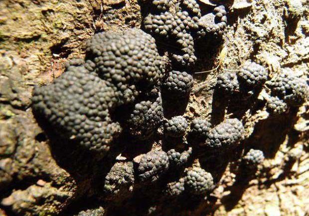 种植灵芝如何防治截头炭团？