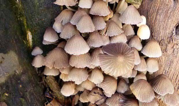 种植灵芝如何防治鬼伞？