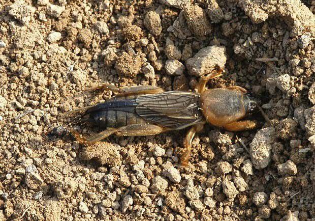 种植灵芝如何防治东方蝼蛄？