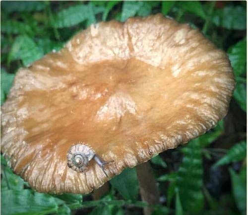 种植灵芝如何防治灰蜗牛?