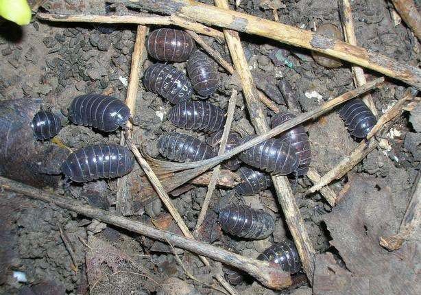 种植灵芝如何防治鼠妇危害?