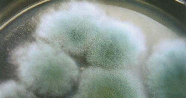 种植灵芝如何防治木霉?