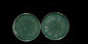 种植灵芝如何防治木霉？