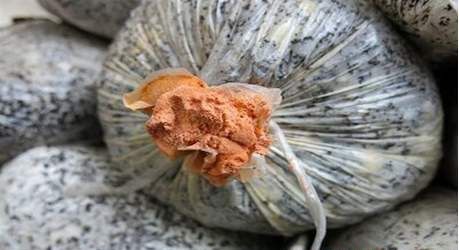 种植灵芝如何防治链孢霉？