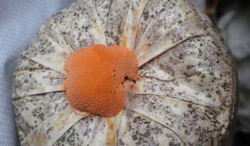 种植灵芝如何防治链孢霉?