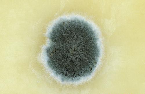 种植如何防治青霉？