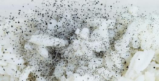 种植灵芝如何防治根霉?