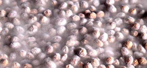 种植灵芝如何防治毛霉？