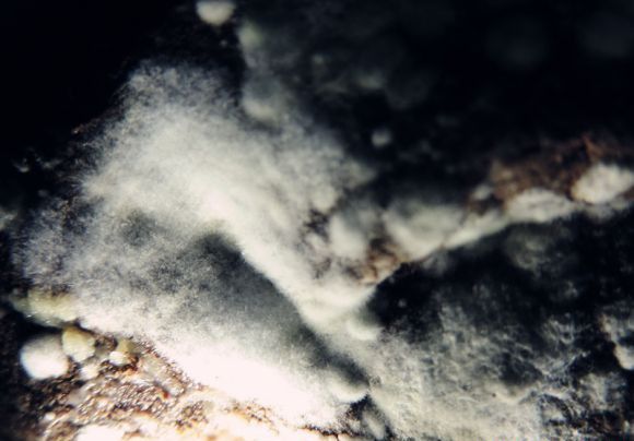 种植灵芝如何防治毛霉?