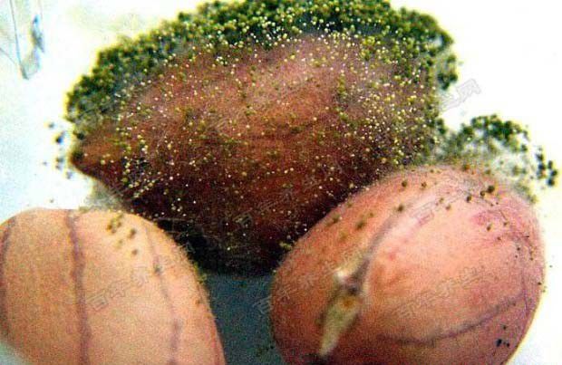 种植灵芝如何防治黄曲霉?