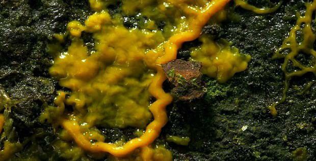 种植灵芝如何防治粘菌？