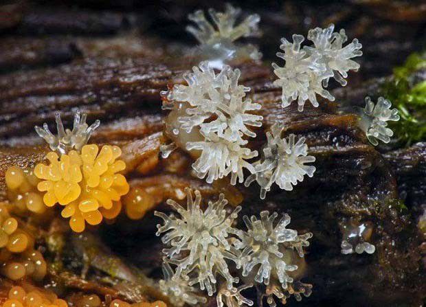 种植灵芝如何防治粘菌?