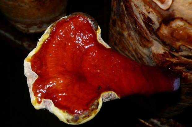 如何防治畸形灵芝?