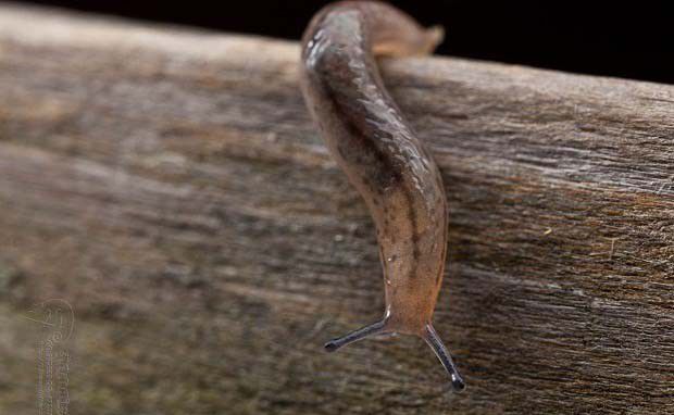 种植灵芝如何防治蛞蝓？