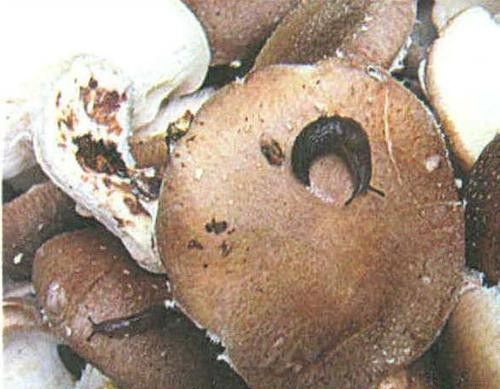 种植灵芝如何防治蛞蝓?