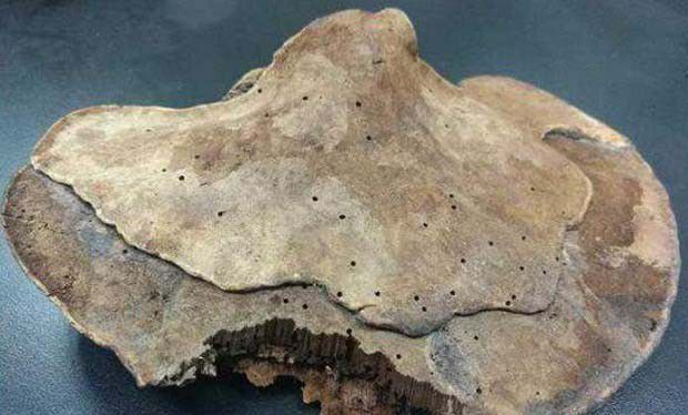 种植灵芝如何防治毛蕈甲?