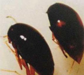 种植灵芝如何防治食菌花蚤?