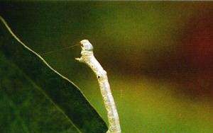 如何防治灵芝造桥虫?