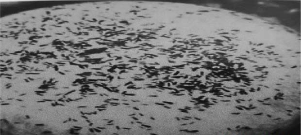 种植灵芝如何防治跳虫?