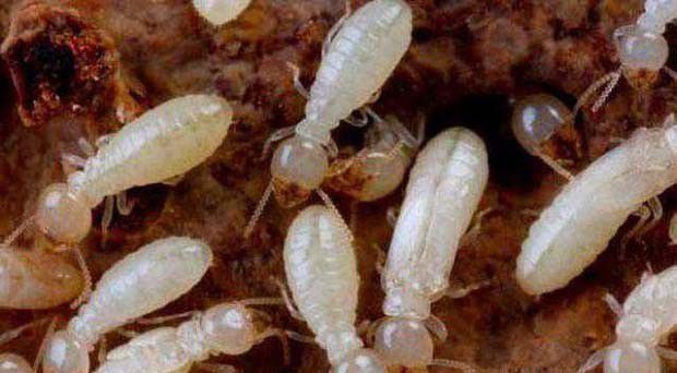 种植灵芝如何防治白蚁？