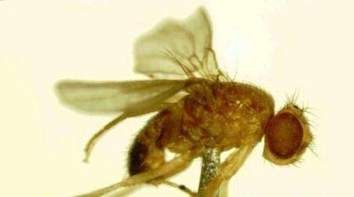 种植灵芝如何防治黑腹果蝇?