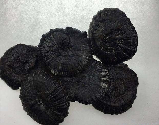 黑灵芝的功效与作用是什么?黑灵芝如何吃?