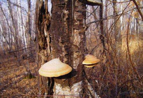 白灵芝的功效是什么，白灵芝如何食用？