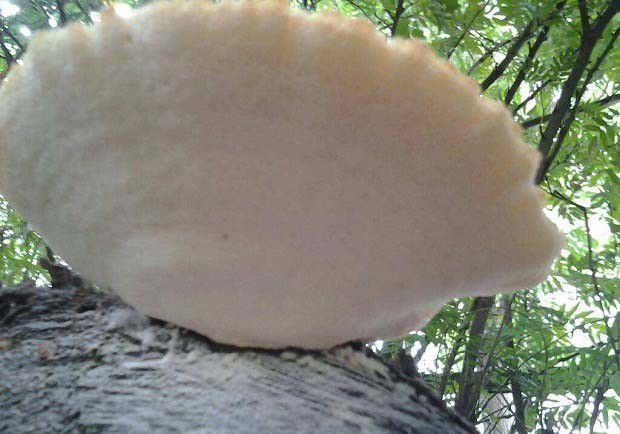 白灵芝的功效是什么,白灵芝如何食用?