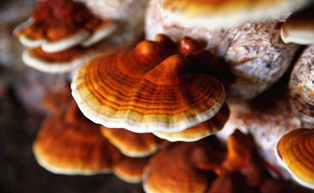 灵芝的营养成分有哪些,主要起什么作用?