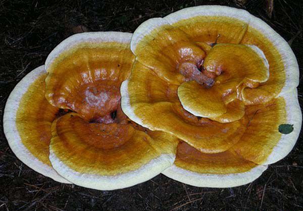 什么是灵芝孢子油?灵芝孢子油的功效与作用是什么?