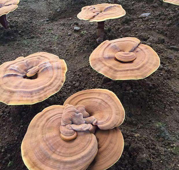 野生灵芝抑制肿瘤的方式有哪些？