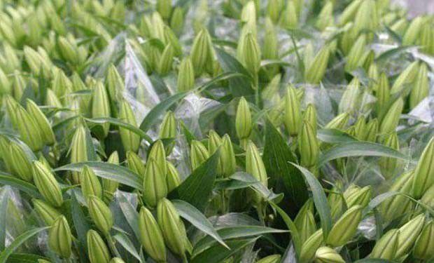 切花百合栽培技术方法是怎么样？