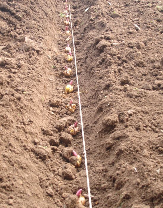 百合种植时间和种植方法