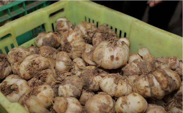 新鲜的百合怎么储存，百合贮藏前要做什么处理？