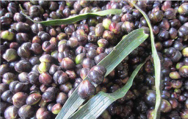 百合种球如何培育，百合种球培育方法有几种？