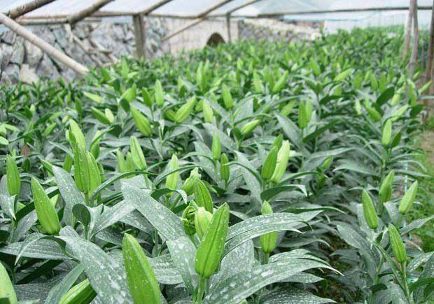 切花百合种植技术要点是什么？