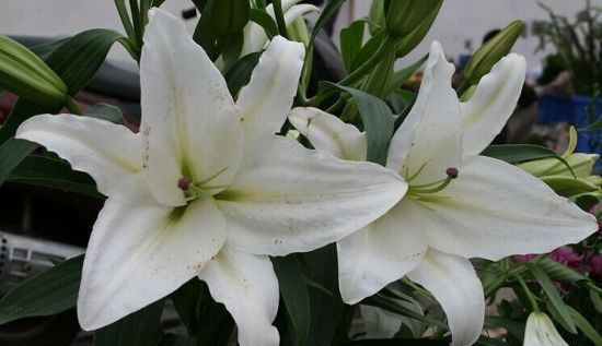 切花百合种植技术要点是什么?