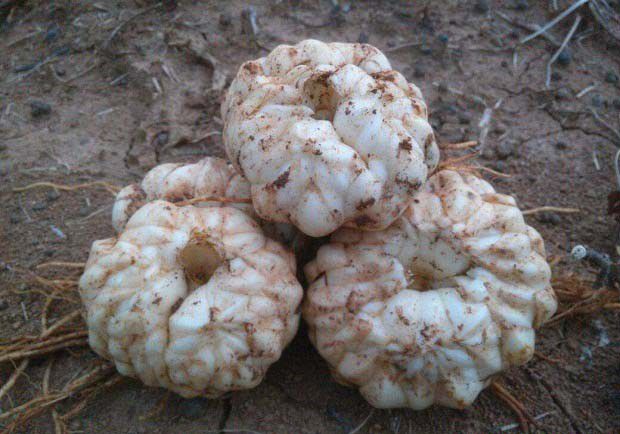 百合种球播种前要做什么准备?