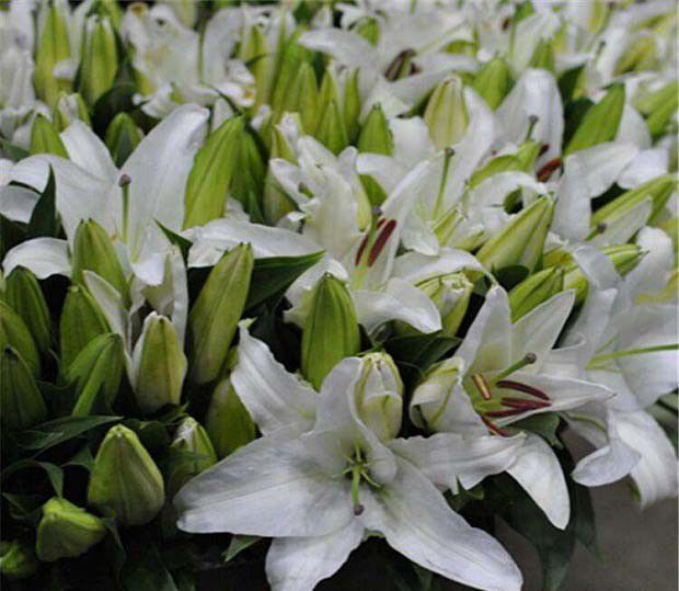 幸运花束百合花品种好不好?