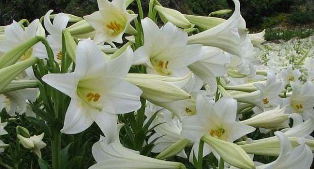 连合百合花品种好不好?