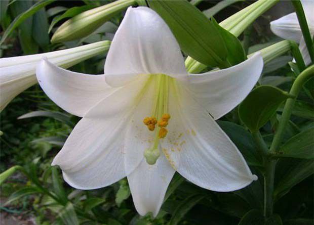 丹蝶百合品种好不好?