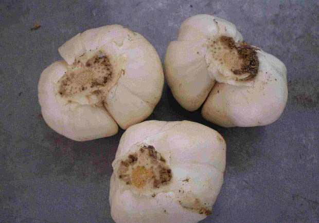 兰州百合2号品种好不好?