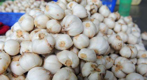 兰州百合1号品种好不好？