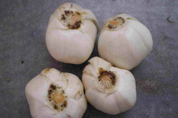 兰州百合1号品种好不好?