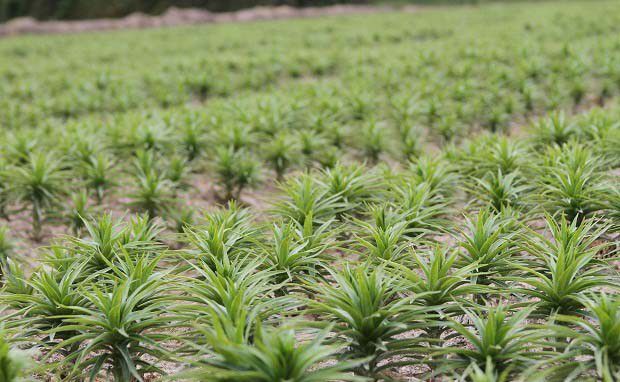 百合夏季主要的管理工作有哪些?