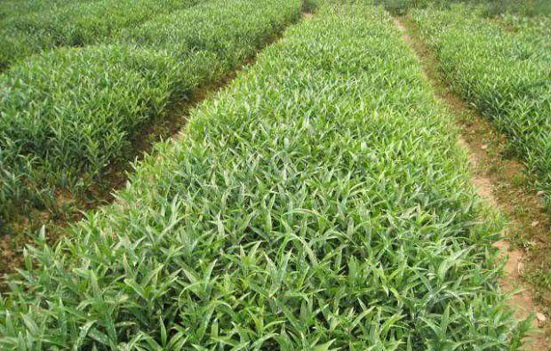 百合缺肥的症状是怎么样,百合缺素症有哪些?